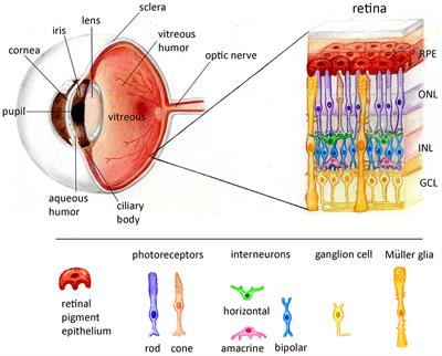 Extracellular vesicles in the retina - putative roles in physiology and disease